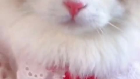 Funny cute cat video 🐱🐱🤩🤩🤩