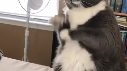 Adorable cat loves to dance the Macarena