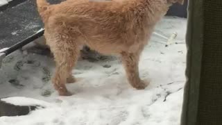 Dogs playing in the snow