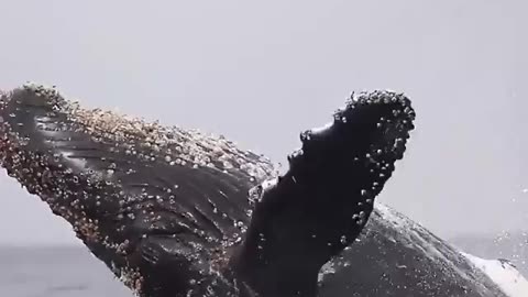 Playful Blue Whale in deep Sea -Amazing