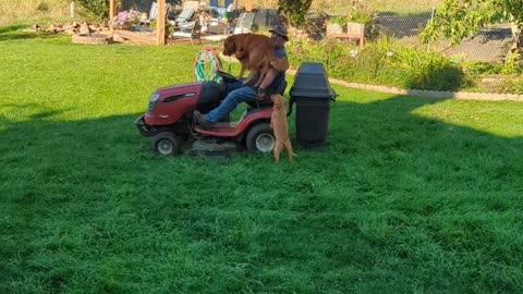 Golden Retrievers Catch a Ride on Lawn Mower