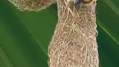 Nature, Bird Making a nest
