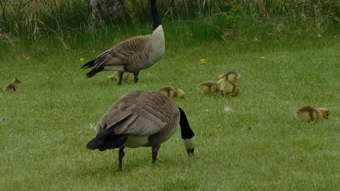 Animals Birds Canada Geese