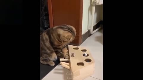 Funny Cat ''Push ''