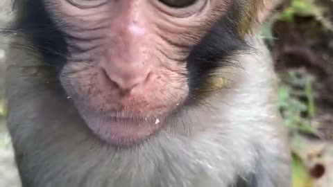 A bewildered cute baby monkey