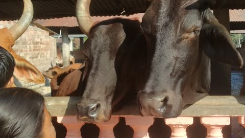 Cattle house of Iskcon Mayapur