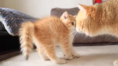 Cat William MEETS his baby kitten named Artist 😂😍