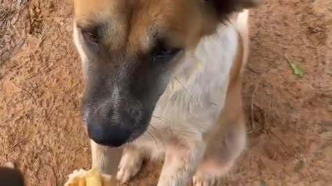 Giving food to animals