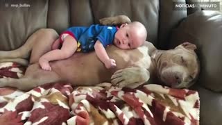 Pitbull e bebê são amigos inseparáveis