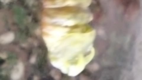 Polyphemus moth alien!