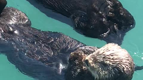 Sleepy Otters Adorably Nap Together Off Alaskan Dock