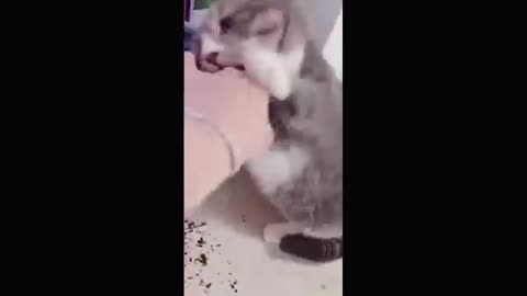 Cute Cats and Funny Cat Video Tiktok