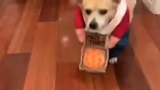 Dog dressed as pizza delivery man