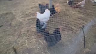 Chicken Escape!