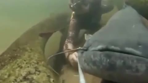 Huge catfish