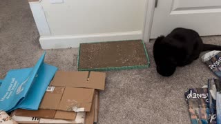 Adopting a Cat from a Shelter Vlog - Cute Precious Piper Finds a Mess Around Her Tuffet