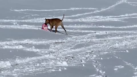 Dog Plays With Frisbee and Uses it to Slide Downhill in the Snow