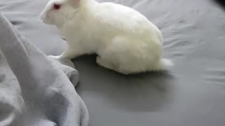 White tiny bunnies 🐰 | It's so Сute! 🥰