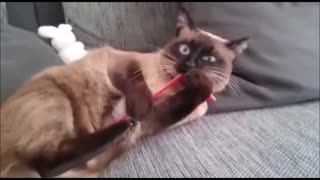 Cat's reaction after eating straw is hilarious