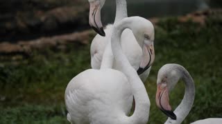 Beautiful flamingos Live In Natural environment