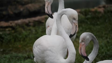 Beautiful flamingos Live In Natural environment