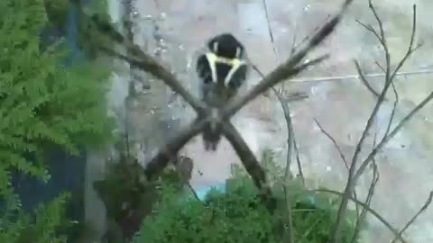 Garden spider shot from the back, you can see some design like a snake on it! [Nature & Animals]