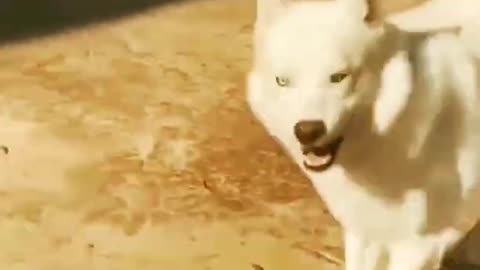 Funny dogs Reaction 😂