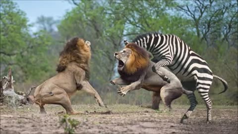 Mother Zebra Save Her Newborn From Lion, and Giraffe vs Lion