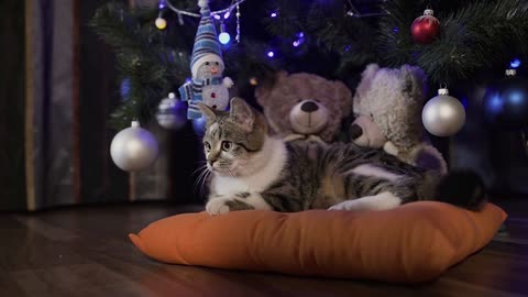 Beautiful little cat lying on a decorative orange pillow under decorated with Christmas balls