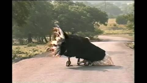 Male Ostrich Tries To Flirt With Guy In A Honda