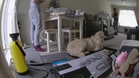 Dog clears box from his bed