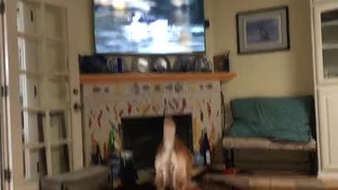 dog and puppy watching tv