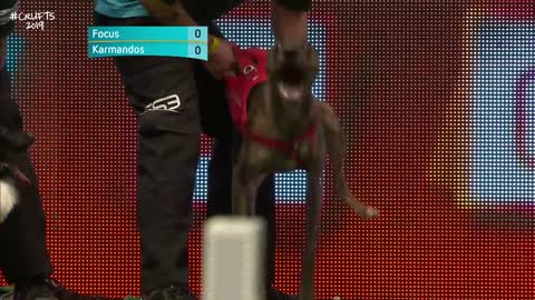 Flyball - Team Final | Crufts 2019