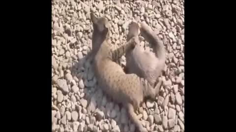 Snake And Mongoose Fight