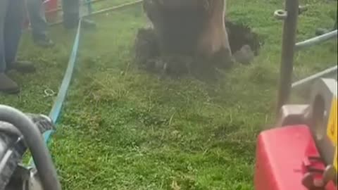 Rescuing cow from a sinkhole