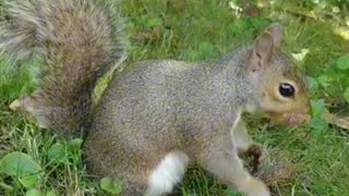 Squirrel reactions with the strawberry 🍓, #motivation