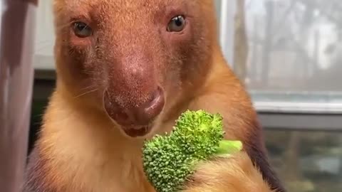 Don’t forget to eat your greens! 🥦 A quickly reminder from Kofi the Goodfellow’s Tree Kangaroo