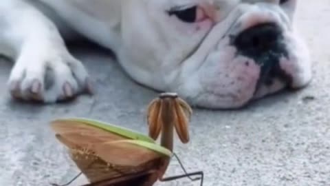 Dog Vs praying mantis (funny)