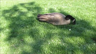 Duck Searching Grass For Some Food between grass