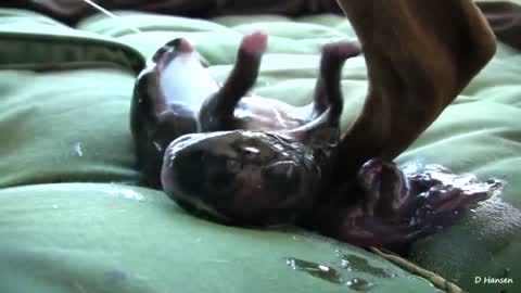 It's Dog Has Amazing Birth While Standing!!