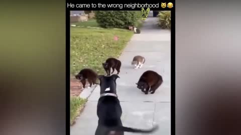 Fierce fight, 4 cats vs 1 dog