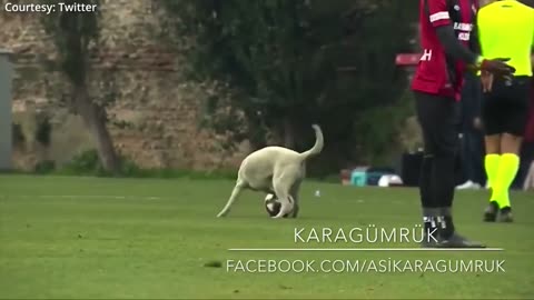 Watch this dog interrupt a football match to play with the ball! Super cute