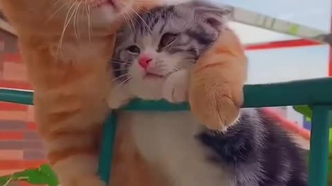 The Cutest Baby Cats Compilation You'll Ever See! Funny and Adorable Baby Cats - Must Watch!