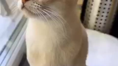 Amazing cat 🐈 trending video