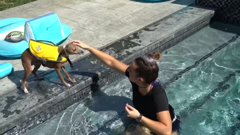 Dogs learn How to Swim