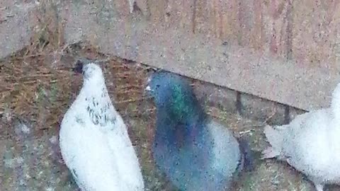 How to pigeon mating