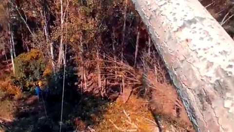 CLIMB TO THE TOP and cutting tree EP 1 #treework #lumberjack #treecutting #climber #treewarriors