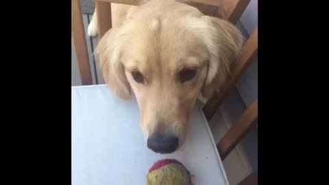 Enthusiastic Golden Retriever Plays Fetch In A Truly Peculiar Way