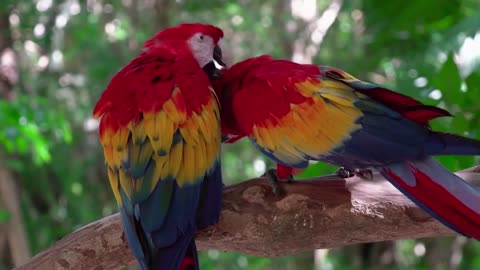 VIDEOS COMPILED WITH BEAUTIFUL Macaws AND WILD PARROTS LOOSE INTO NATURE FULL!