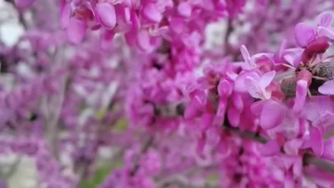 Chinese redbud